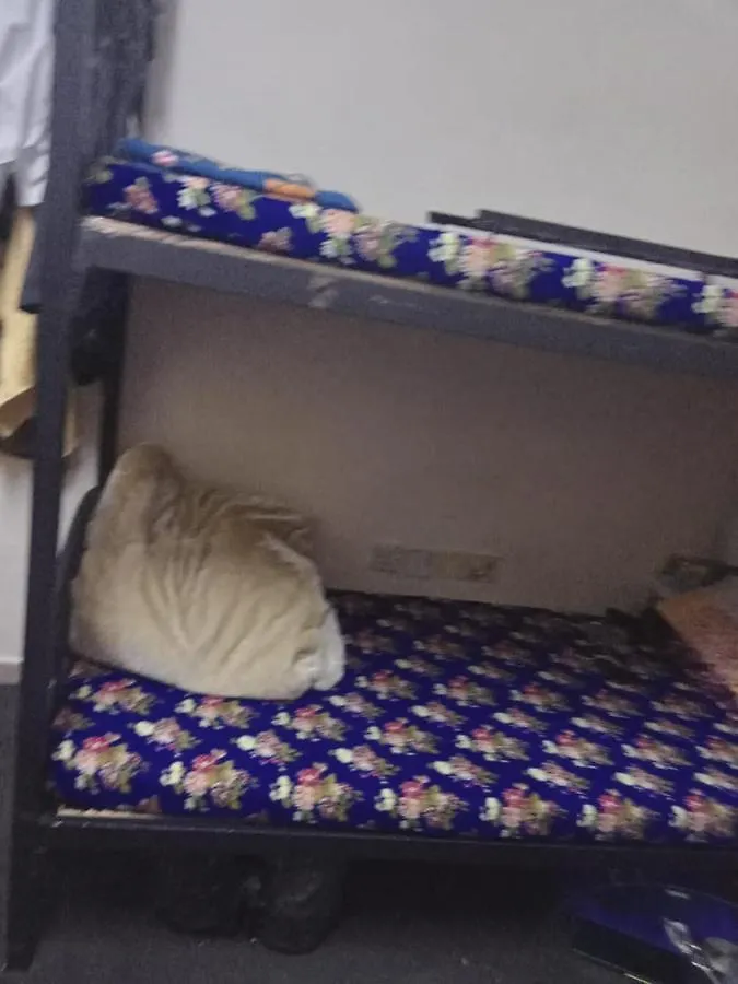 Dormitory Bed Space For Male And Female Sharjah